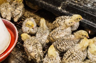 Genç bıldırcın, genç hayvanlar için özel bir kutuda büyür.