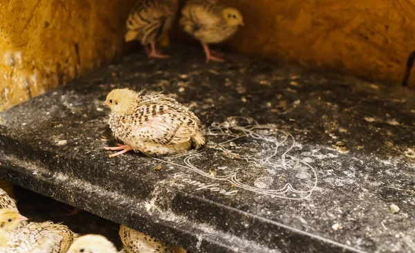 Les jeunes cailles grandissent dans une boîte spéciale pour les jeunes animaux — Photo