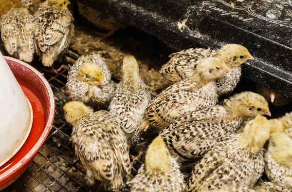 Genç bıldırcın, genç hayvanlar için özel bir kutuda büyür.