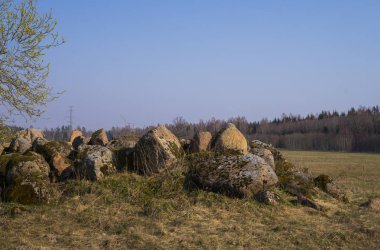 Alanda taş yığını yakın polen dolu açık erkek küpe ile bir söğüt Bush.