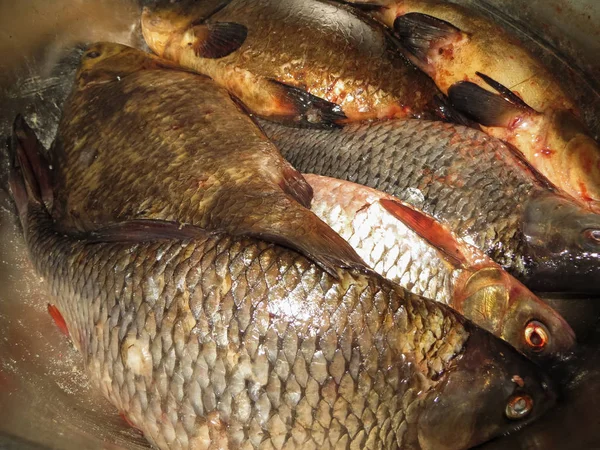 Freshwater fish, roach, crucian carp and line in the pelvis. — Stock Image Freshwater fish, roach, crucian carp and line in the pelvis. Royalty Free Stock Photos