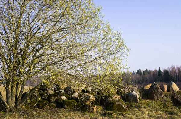 En pilbuske med öppna manliga örhängen full av pollen nära en hög med stenar i fält. — Stockfoto