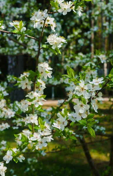 Cherry-plum branches sprinkled with white flowers against the background of spring greenery. — Stock Photo, Image