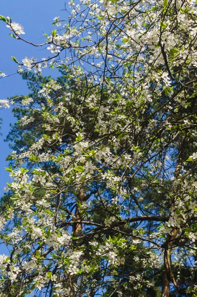 Cherry-Plum gałęzie posypane białymi kwiatami na błękitne niebo. — Zdjęcie stockowe
