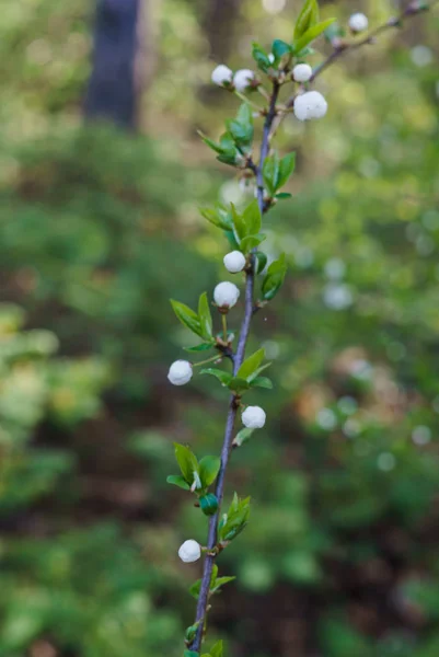 Geschwollene Blütenknospen zusammen mit schneeweißen Kirsch-Pflaumen-Blüten vor dem Hintergrund des Frühlingsgrüns. — Stockfoto