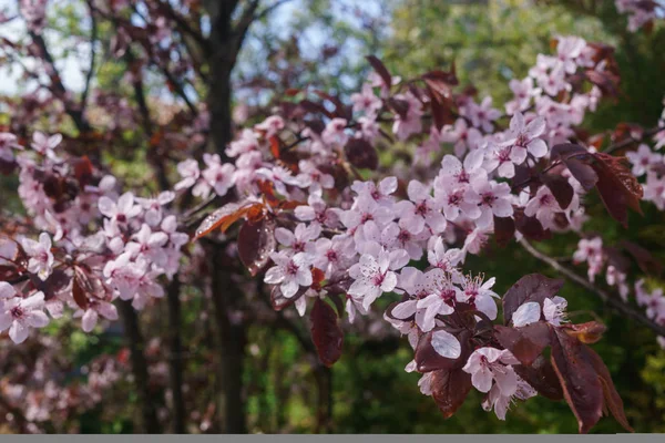 Wiśniowe gałęzie z różowymi kwiatami na błękitne niebo wczesną wiosną. — Zdjęcie stockowe