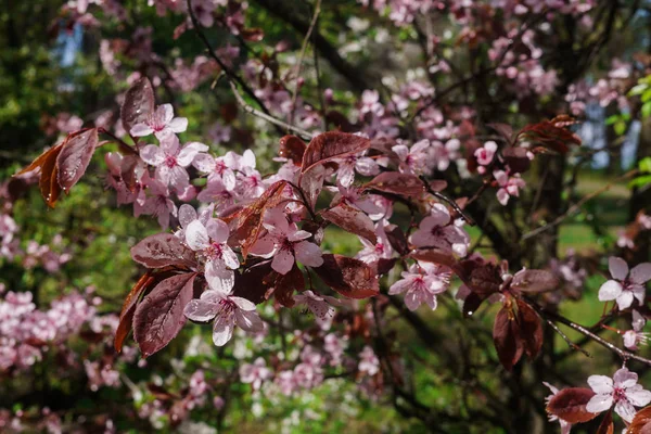 Cherry grenar med rosa blommor mot en blå himmel i början av våren. — Stockfoto