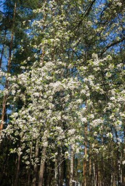 Kiraz-erik dalları mavi bir gökyüzüne karşı beyaz çiçekler serpilir.