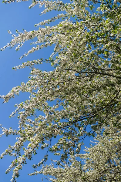 Cherry-Plum gałęzie posypane białymi kwiatami na błękitne niebo. — Zdjęcie stockowe