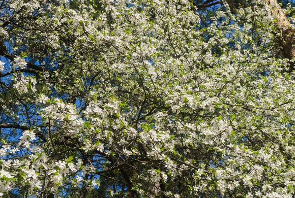 Cherry-Plum gałęzie posypane białymi kwiatami na błękitne niebo. — Zdjęcie stockowe