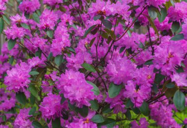 Leylak orman gülünün ilk bahar çiçekleri. Erken ilkbahar.