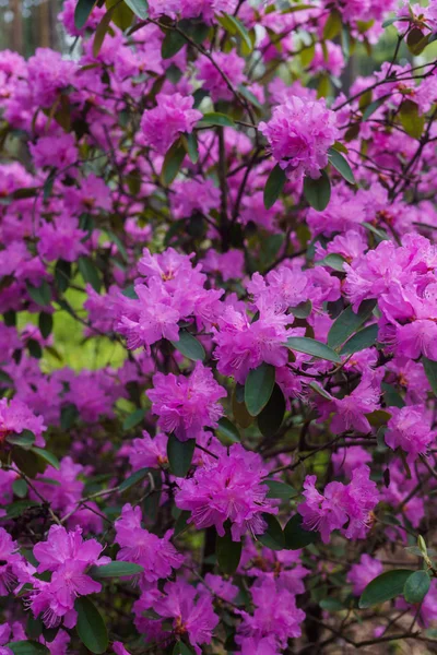 Leylak orman gülünün ilk bahar çiçekleri. Erken ilkbahar. — Stok fotoğraf