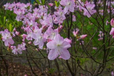 Pembe orman gülünün ilk bahar çiçekleri. Erken ilkbahar.