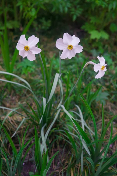 Bellissimi narcisi bianchi all'inizio della primavera in una aiuola in giardino . — Foto Stock