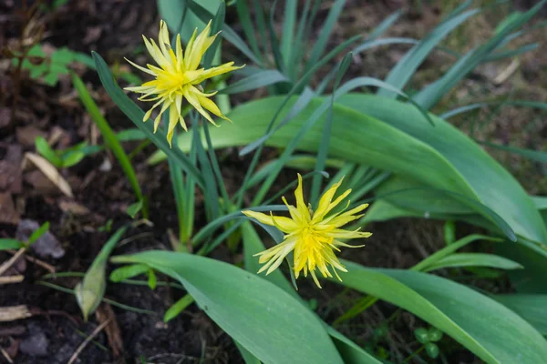 Mooie gele narcissen in het vroege voorjaar in een bloembed in de tuin. — Stockfoto