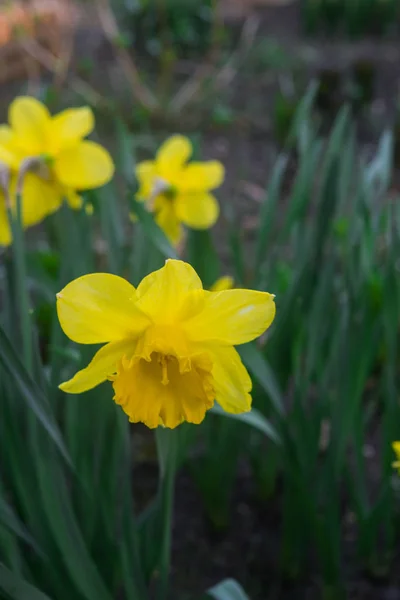 Hermosos narcisos amarillos a principios de primavera en una cama de flores en el jardín . — Foto de Stock