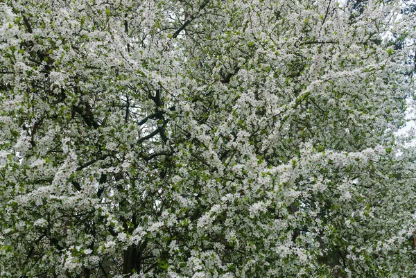 Cherry-plum branches sprinkled with white flowers against a sky.