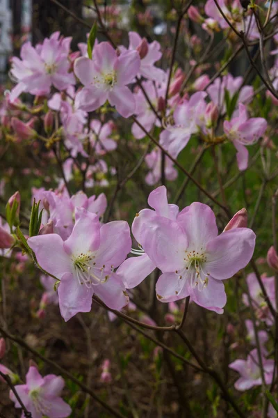Pierwsze wiosenne kwiaty różowego rododendronów. Wczesna wiosna. — Zdjęcie stockowe