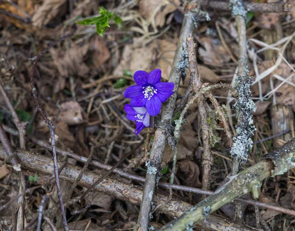 Pierwsze fioletowe kwiaty z tego zapalenia sprawiają, że przez zeszłorocznej liście w lesie, wczesną wiosną. — Zdjęcie stockowe