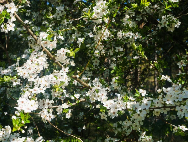 Cherry-Plum gałęzie posypane białymi kwiatami na tle wiosennej zieleni. — Zdjęcie stockowe