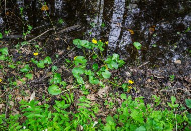 İlkbaharda bataklıktaki ilk yeşillik ve çiçekler. Hatmi