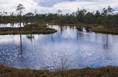 Erken ilkbaharda bir ormanda Bataklık.