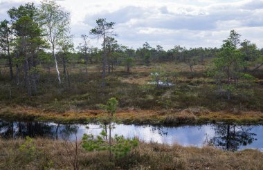 Erken ilkbaharda bir ormanda Bataklık.
