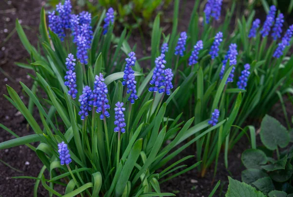 Schöne blaue Muscari-Blüten im zeitigen Frühling auf einem Beet im Garten. — Stockfoto