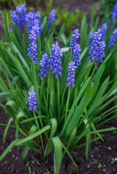 Krásné modré květy Muscari na začátku jara na květinové posteli v zahradě. — Stock fotografie