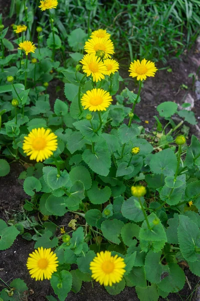 Mooie gele meerjarige madeliefjes in het vroege voorjaar op een bloembed in de tuin. — Stockfoto