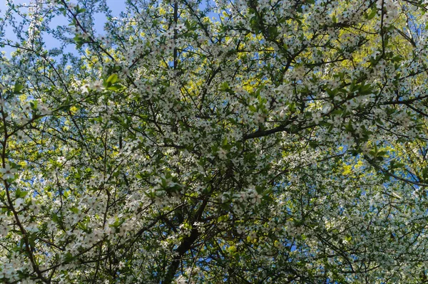 Branches de cerisier-prune saupoudrées de fleurs blanches contre un ciel bleu . — Photo
