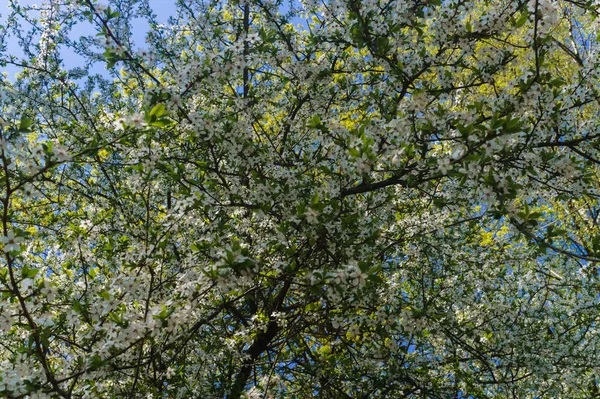 Cherry-Plum gałęzie posypane białymi kwiatami na błękitne niebo. — Zdjęcie stockowe