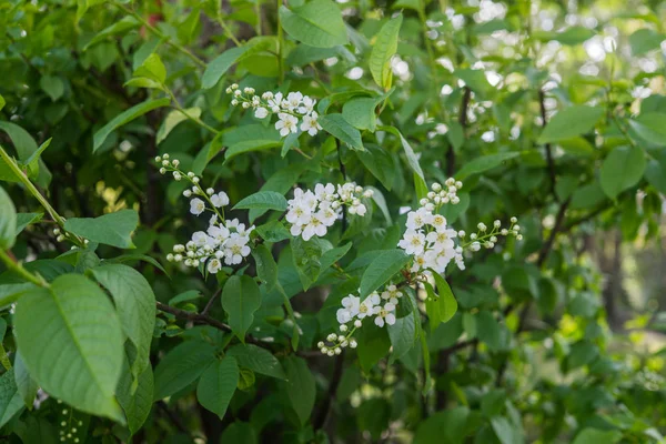 De sneeuwwitte bloemen van de vogelkers tegen de achtergrond van de lente greens. — Stockfoto