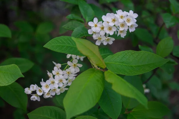 The snow-white flowers of the bird cherry against the background of spring greens. — Stock Photo, Image