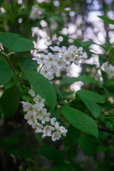 The snow-white flowers of the bird cherry against the background of spring greens. — Stock Photo, Image