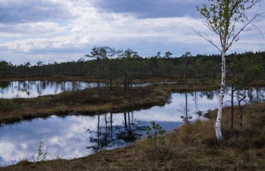 Erken ilkbaharda bir ormanda Bataklık.