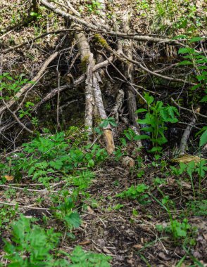 İlkbaharda bataklıkta ilk yeşillik ve çiçekler.
