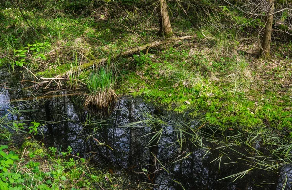 První zeleně a květiny v bažině na jaře. — Stock fotografie