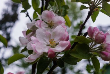 Güzel çiçekli elma ağaçları, ilkbahar da çiçek açan çiçekler ile arka plan, yağmurdan sonra.