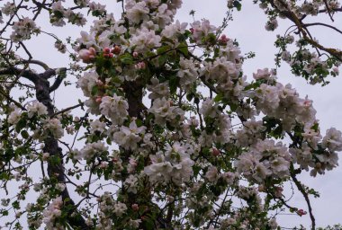 Güzel çiçekli elma ağaçları, ilkbahar da çiçek açan çiçekler ile arka plan, yağmurdan sonra