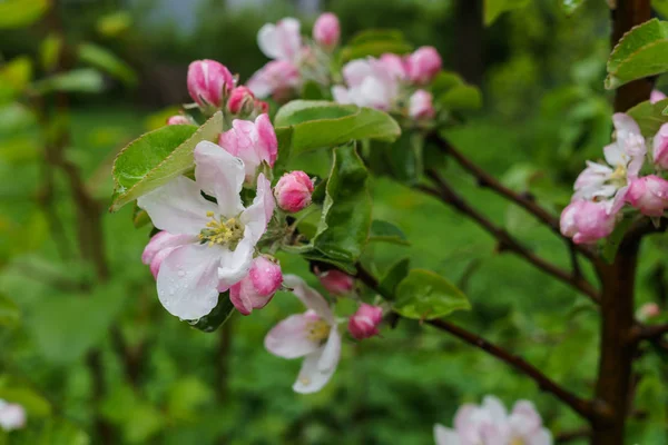 Vackra vita-rosa blommor av en äppelträd på en filial på våren, efter regnet — Stockfoto