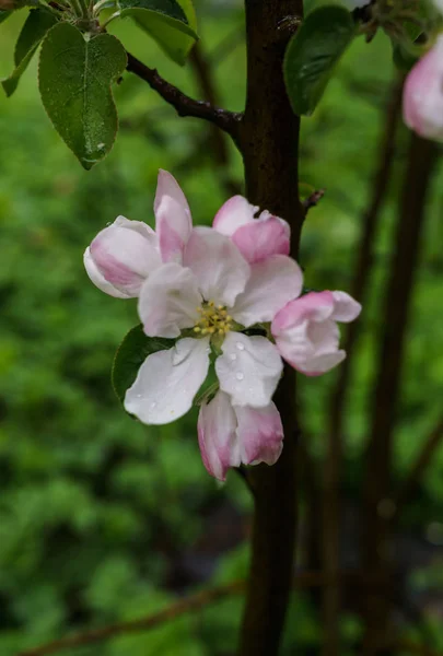 Belles fleurs blanc-rose d'un pommier sur une branche au printemps, après la pluie — Photo