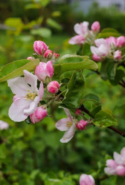 Vackra vita-rosa blommor av en äppelträd på en filial på våren, efter regnet — Stockfoto
