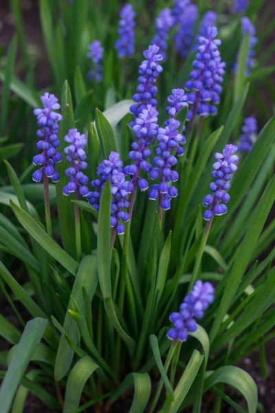 Schöne blaue Muscari-Blüten im zeitigen Frühling auf einem Beet im Garten. — Stockfoto