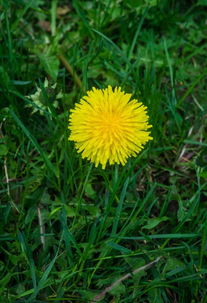 Dandelii na jaře za slunného dne. Kvetoucí Pampeliška zblízka. — Stock fotografie