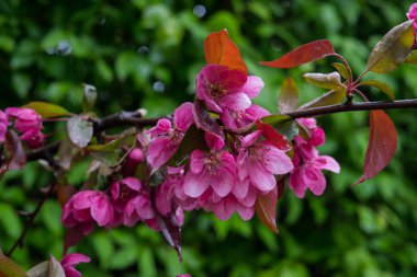 Baharda bir dal üzerinde koyu kiraz erik güzel pembe çiçekler.