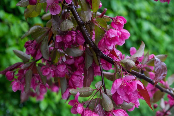 Vackra rosa blommor av mörkt körsbär plommon på en filial på våren. — Stockfoto