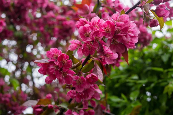 Piękne różowe kwiaty z ciemnej wiśni śliwki na gałęzi wiosną. — Zdjęcie stockowe