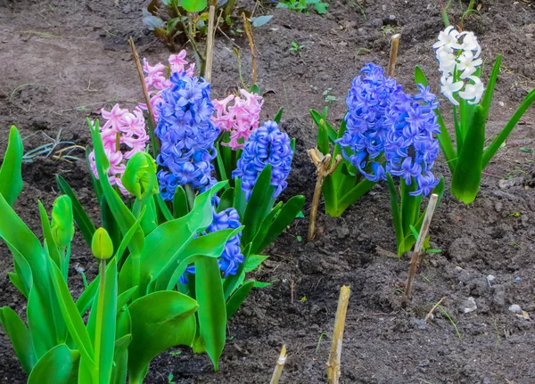 Schöne rosa und blaue Hyazinthen im Vorfrühling auf einem Beet im Garten. — Stockfoto