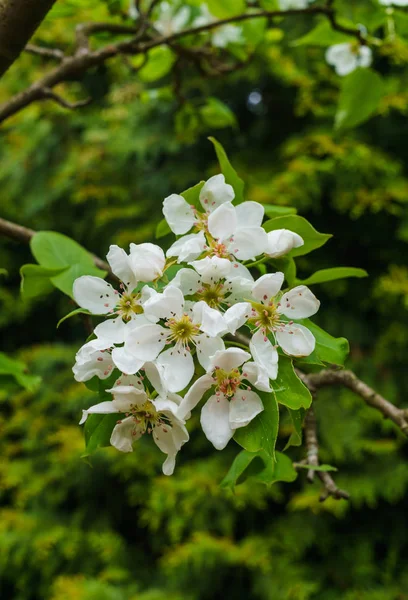 Branches aux délicates fleurs de poire blanche au printemps dans le jardin . — Photo